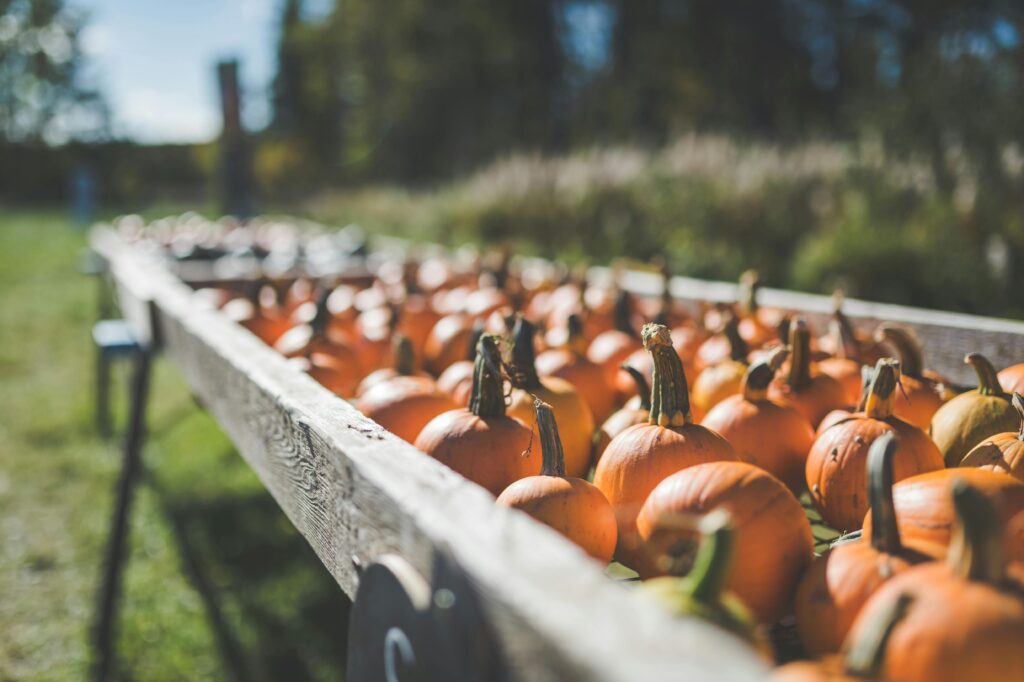 Pumpkins in wooden box, Fall Family Events in Pahrump