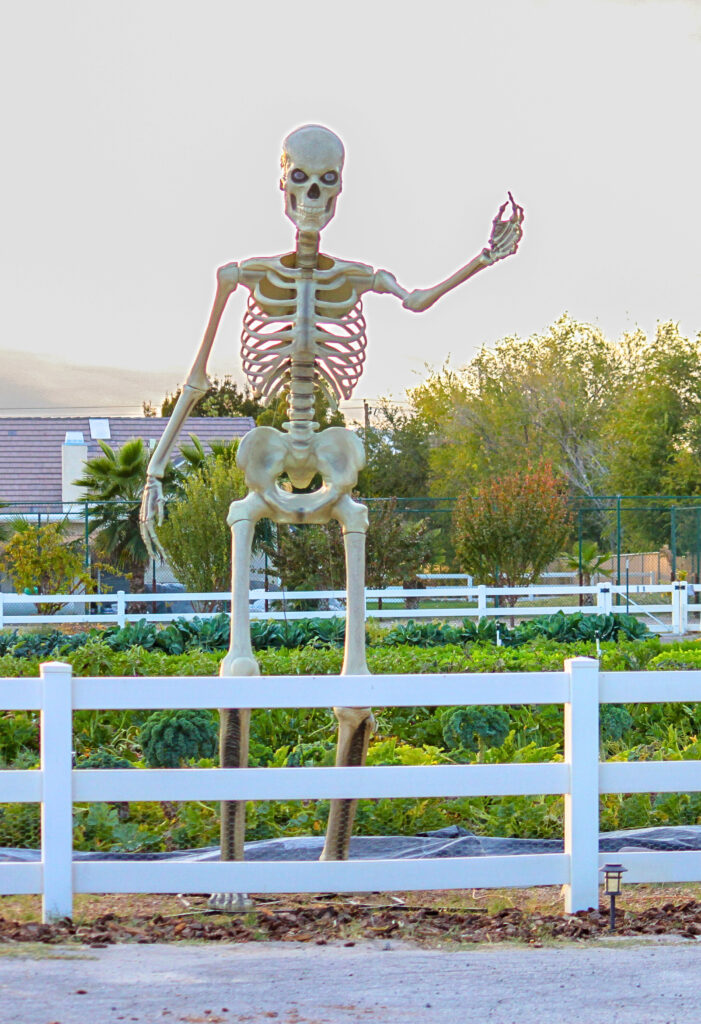 giant skeleton at farm